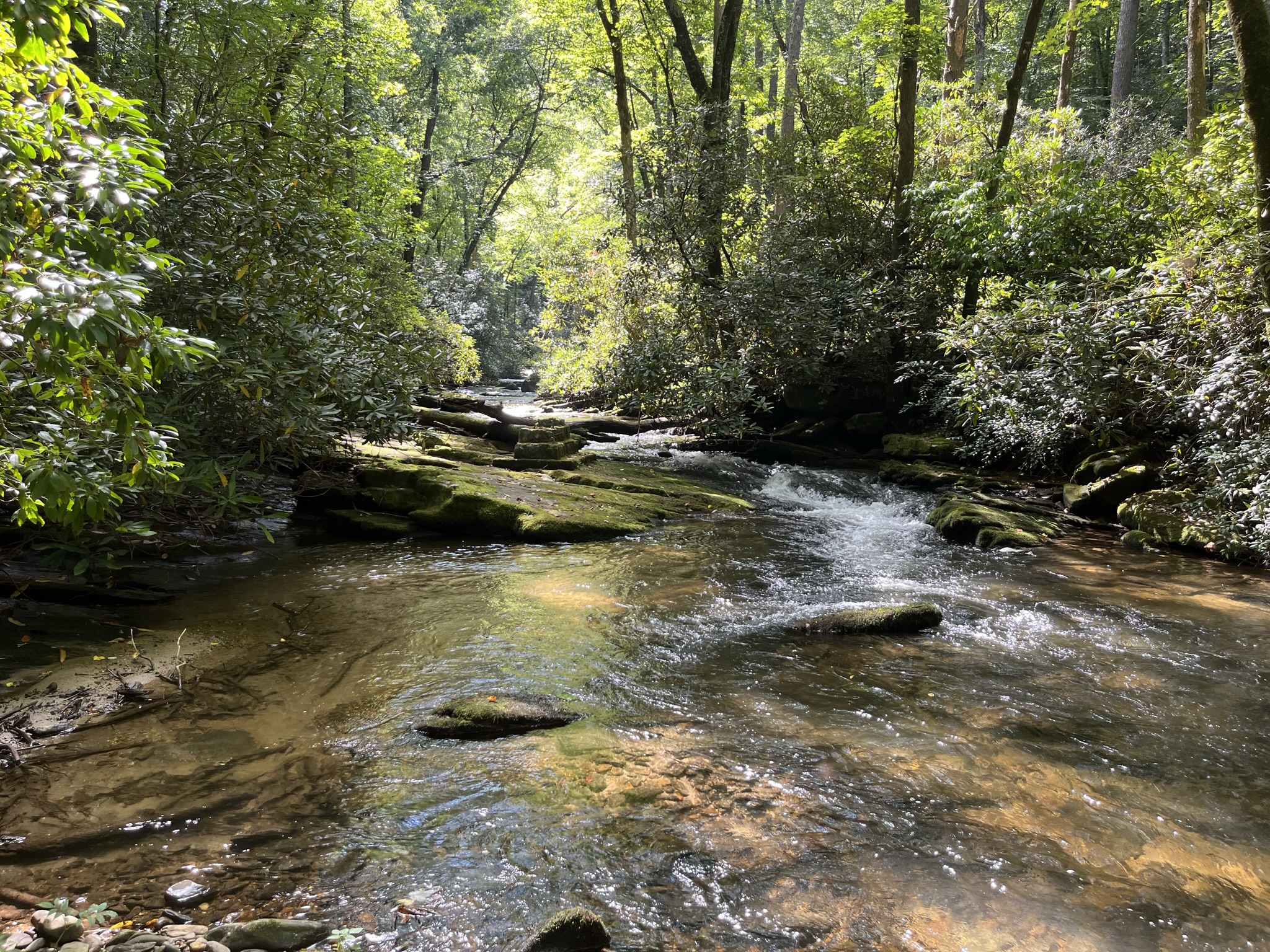 Along the east fork of the Chattooga River