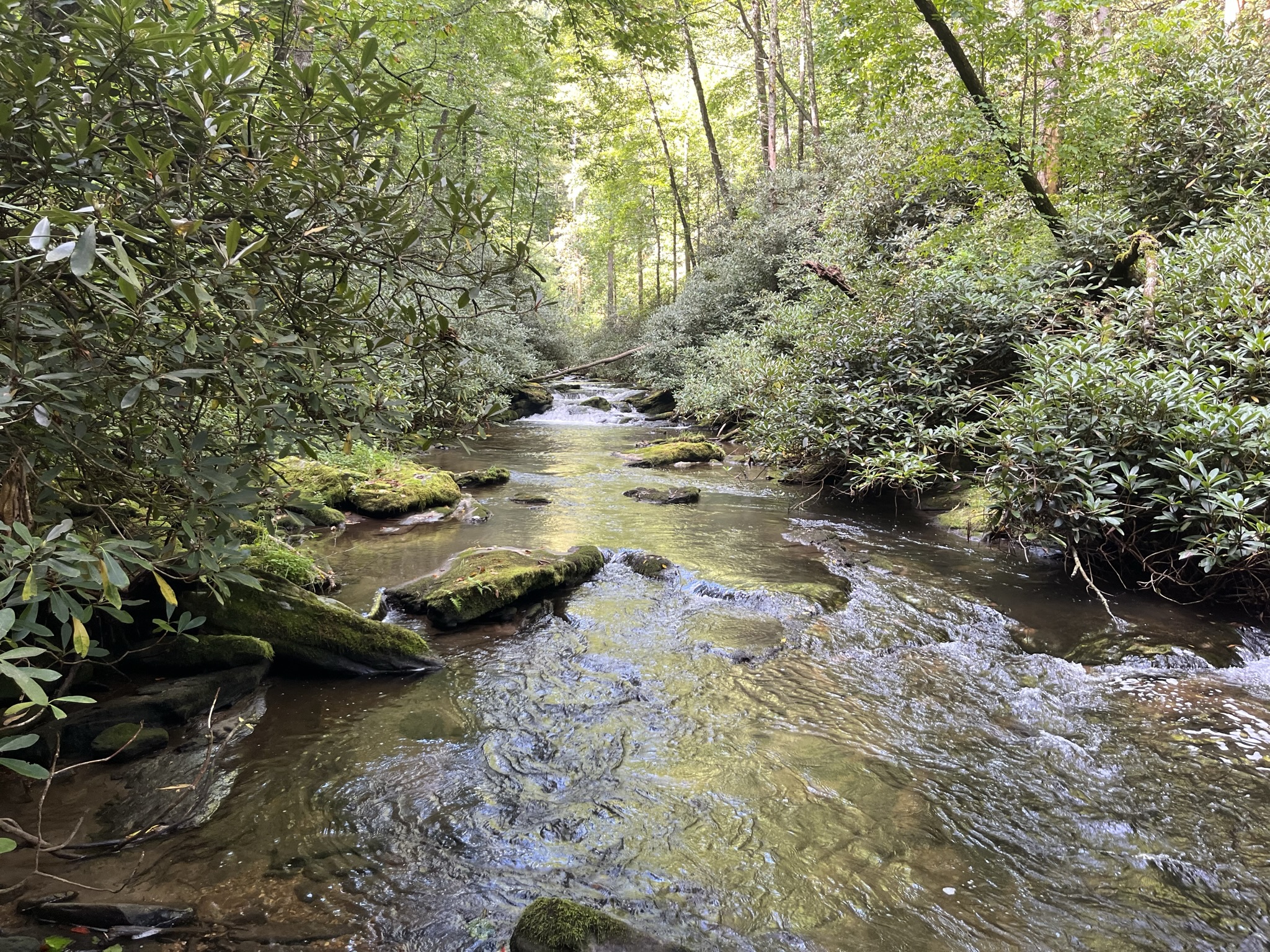 Along the east fork of the Chattooga River