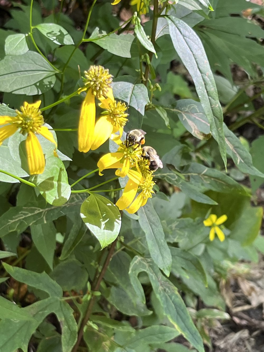 Two bumblebees pollinating a flower along the East Fork Trail