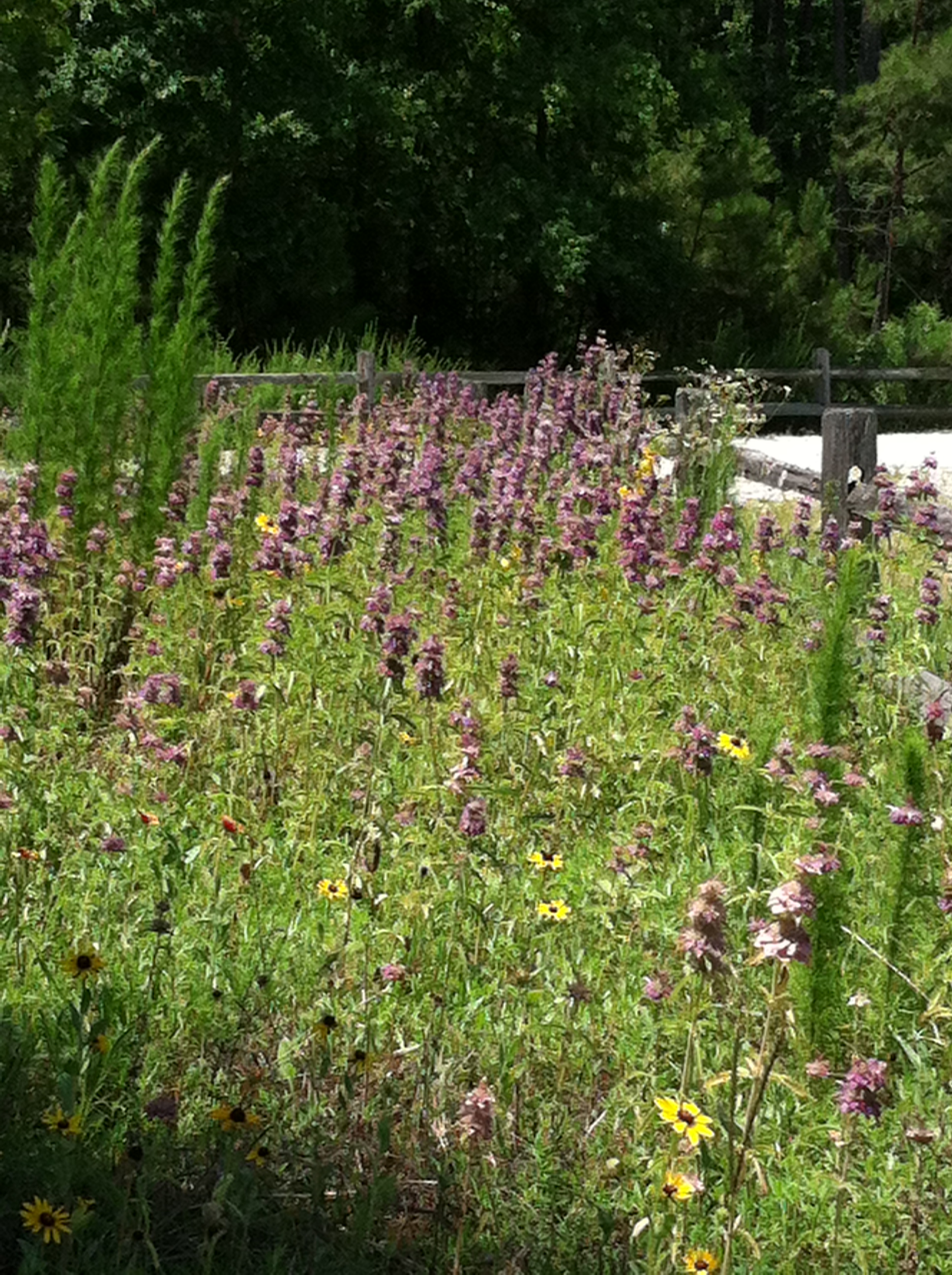 Pollinators near the Enoree OHV Trail