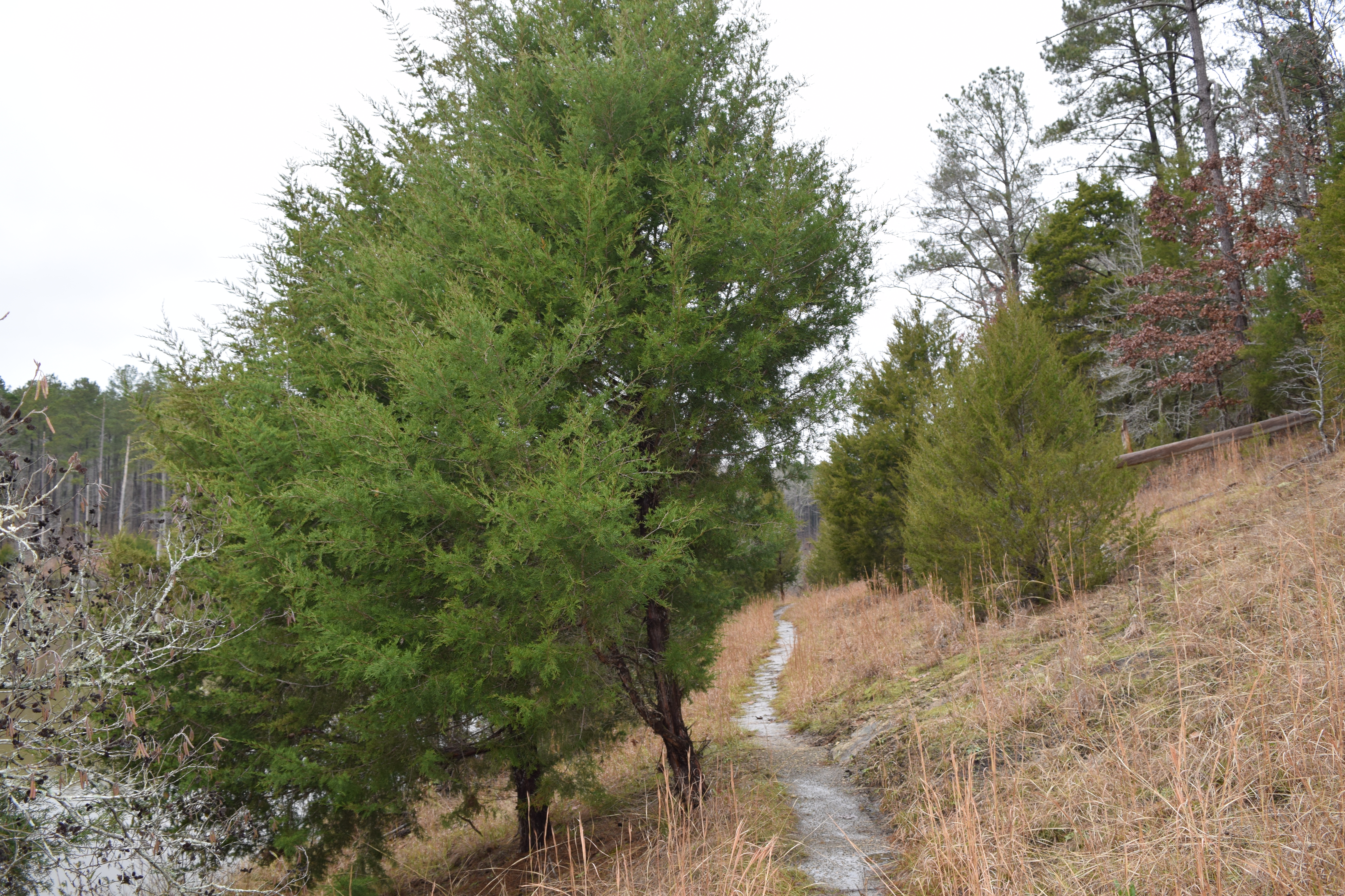 Juniper growing along the Enoree Passage of the Palmetto Trail
